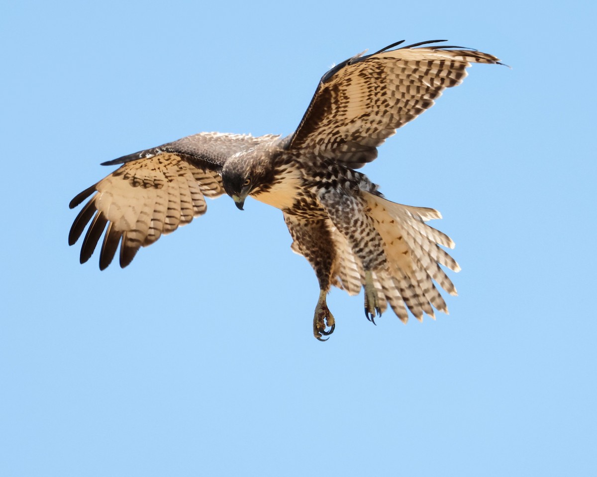 Red-tailed Hawk - ML622052861