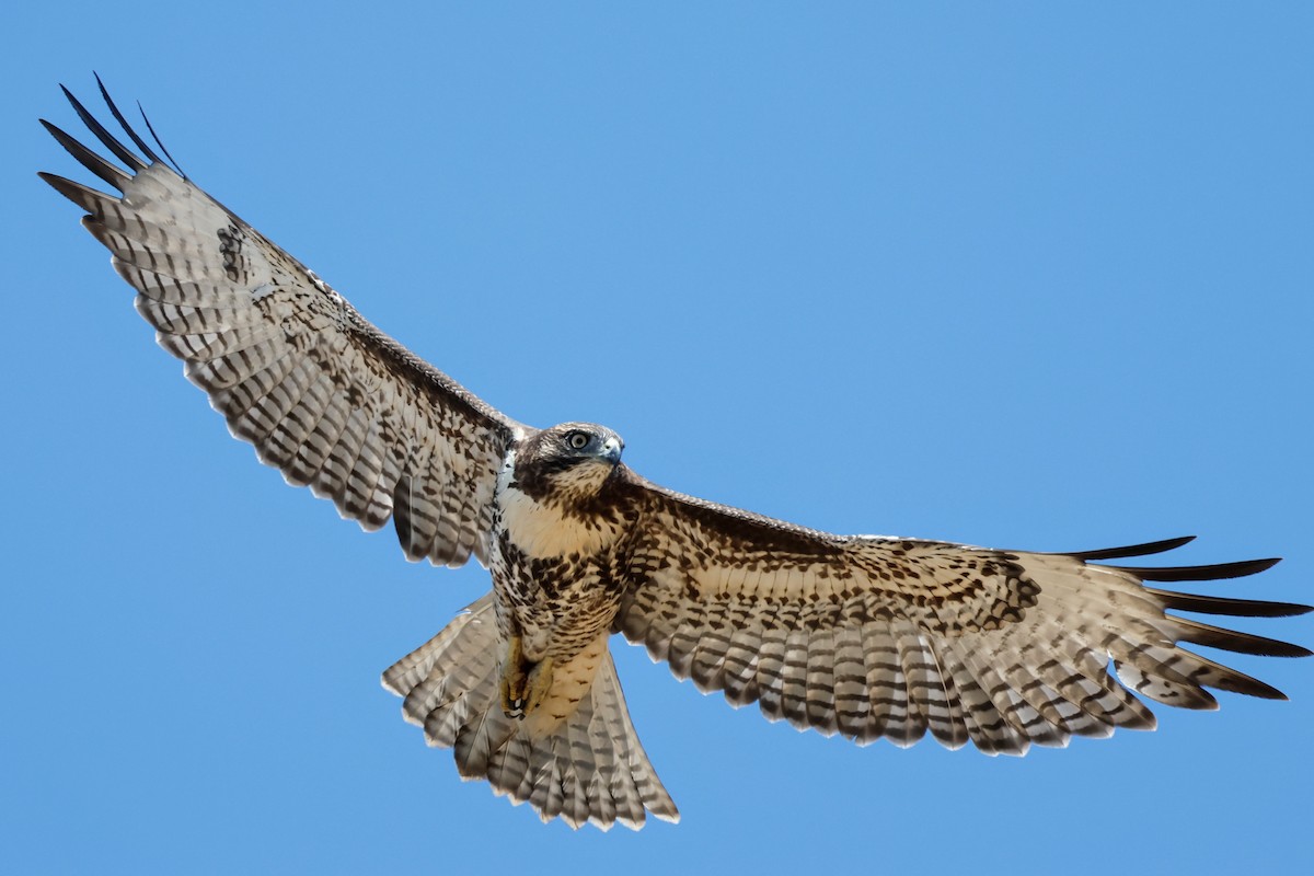 Red-tailed Hawk - ML622052862