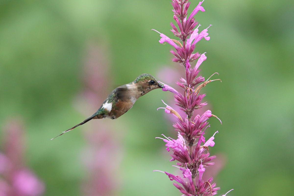 Sparkling-tailed Hummingbird - ML622052863