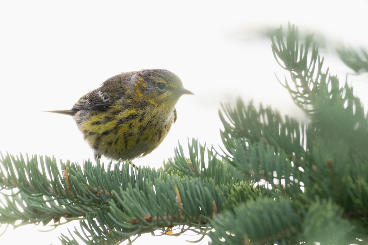 Cape May Warbler - Karim Bouzidi