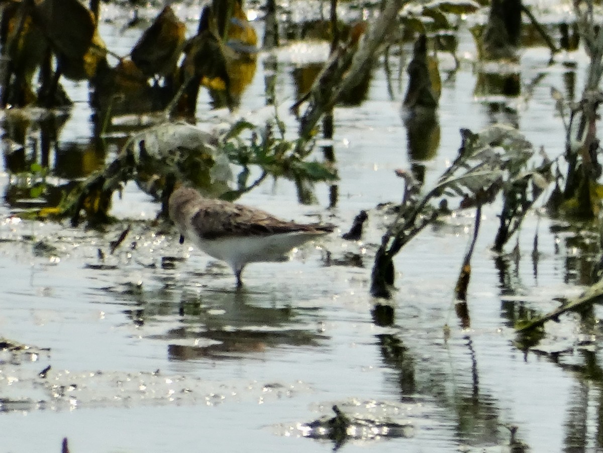 Semipalmated Sandpiper - ML622052865