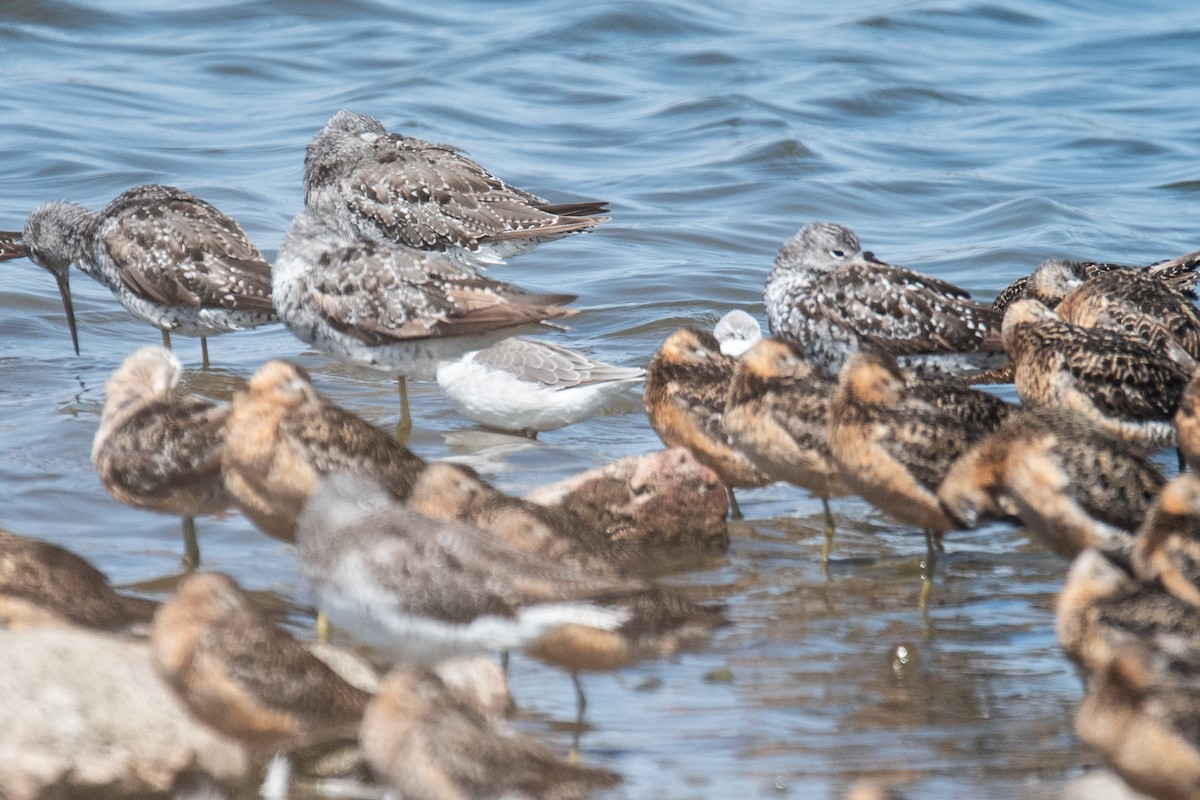 Wilson's Phalarope - ML622052866