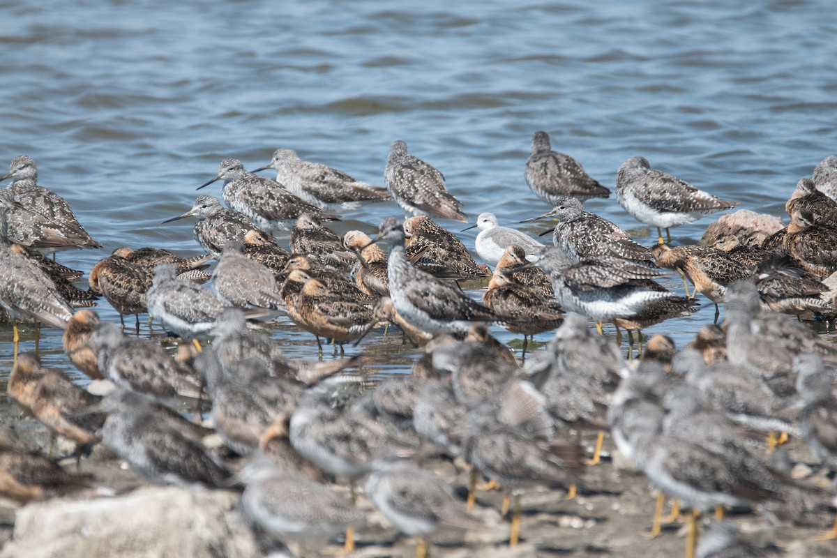 Wilson's Phalarope - ML622052867