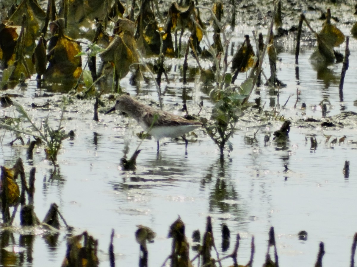 Semipalmated Sandpiper - ML622052873