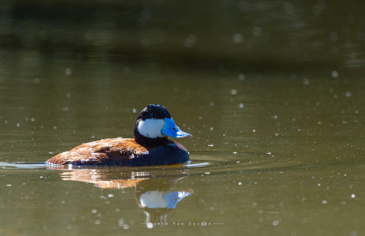 Ruddy Duck - ML622052874