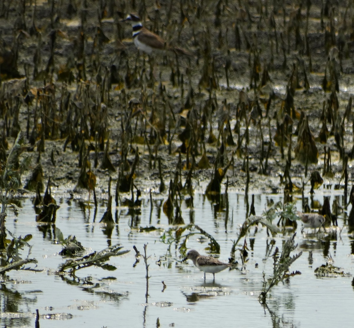 Semipalmated Sandpiper - ML622052875