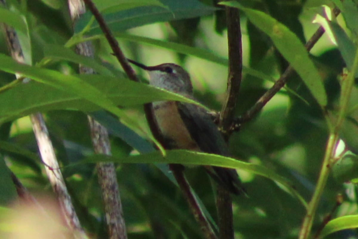 Rufous Hummingbird - ML622052876