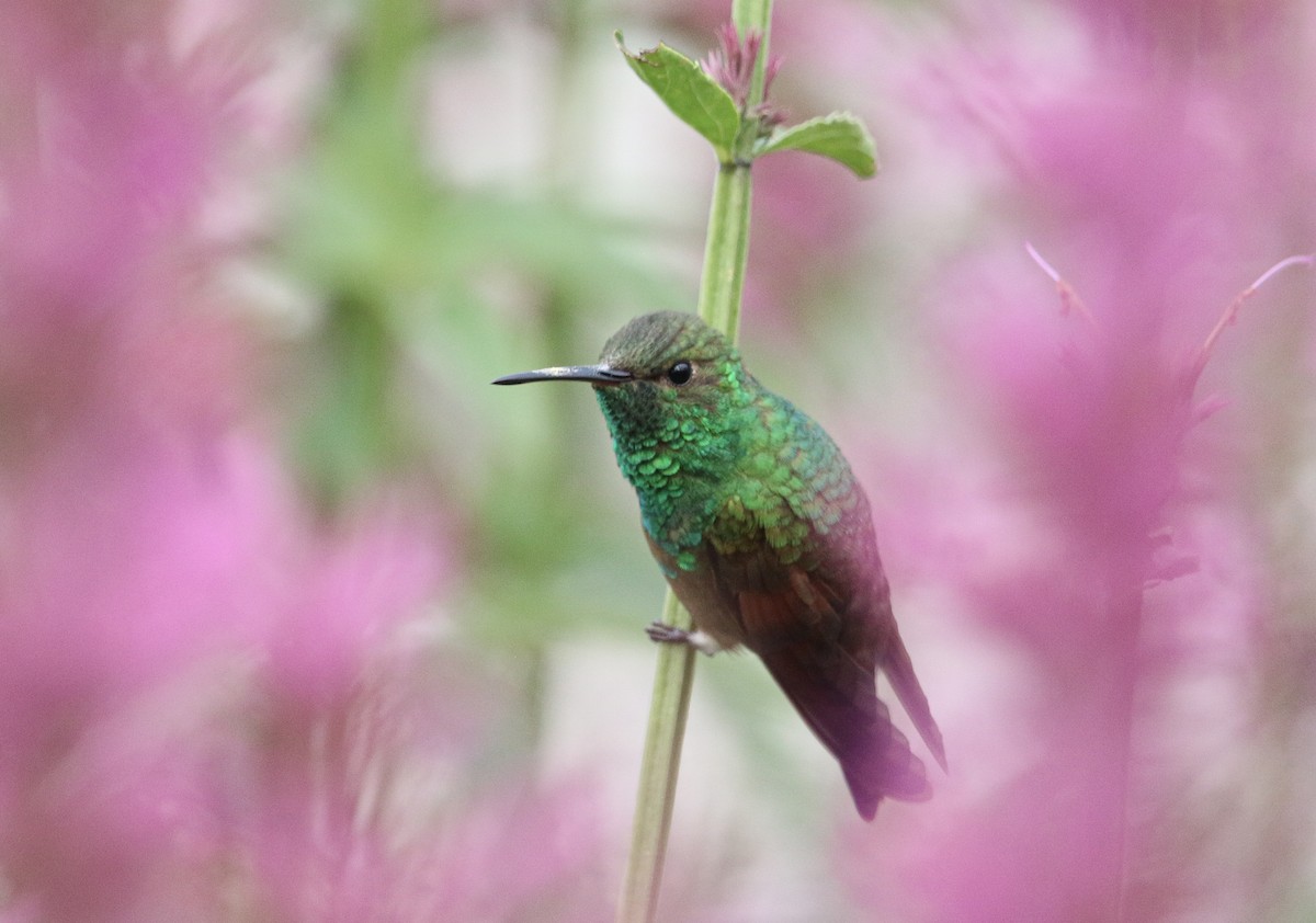 Berylline Hummingbird (Northern) - ML622052878