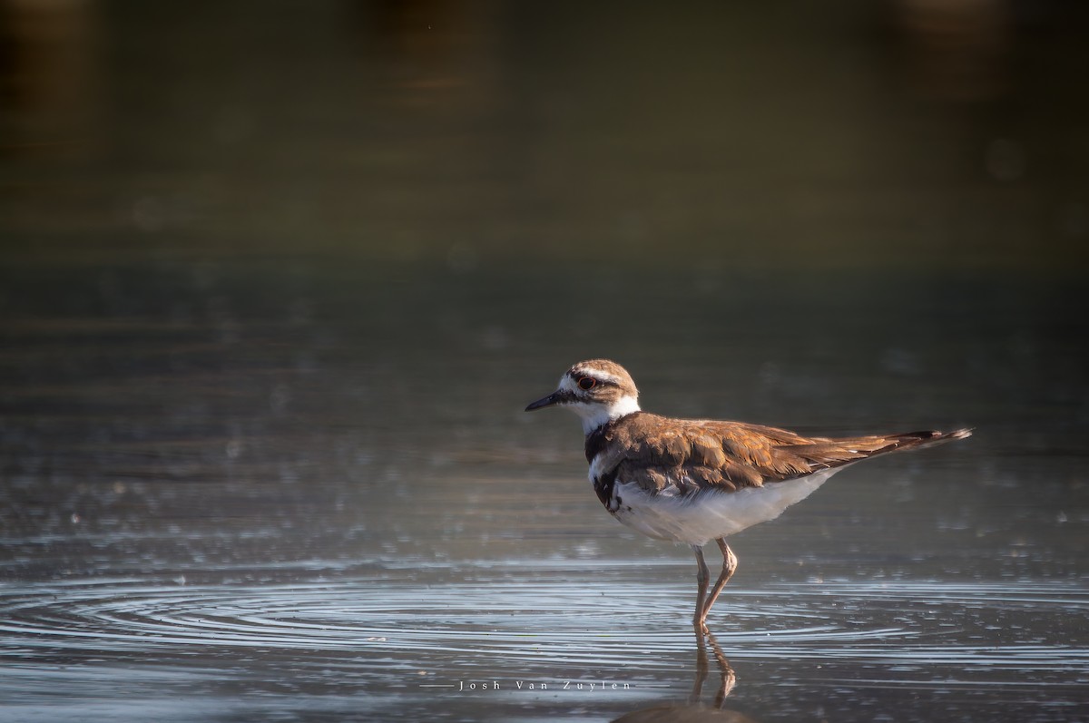 Killdeer - ML622052879