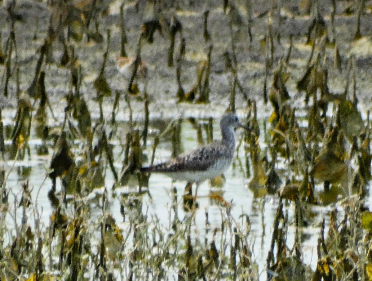 Lesser Yellowlegs - Barbara O'Neill