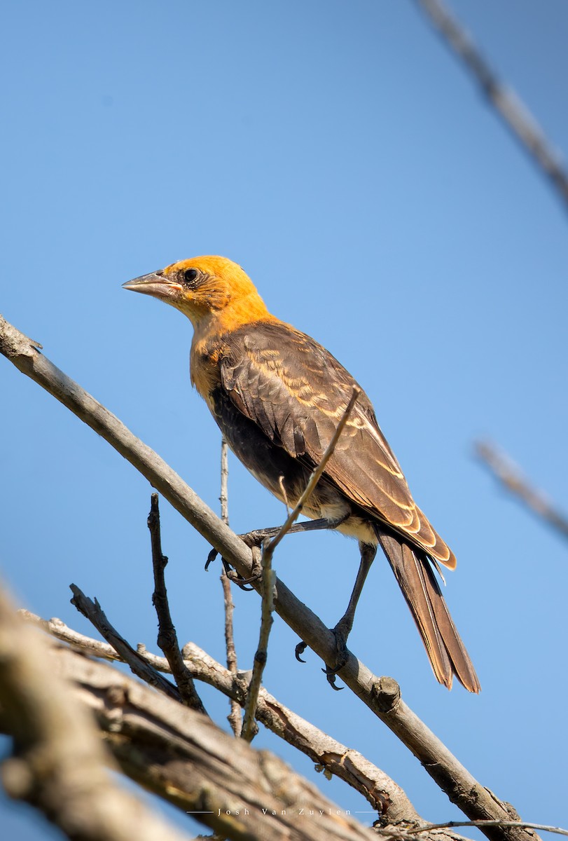 Yellow-headed Blackbird - ML622052883