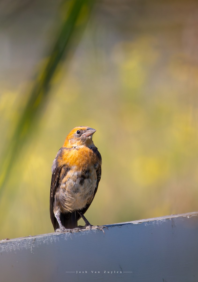 Yellow-headed Blackbird - ML622052884