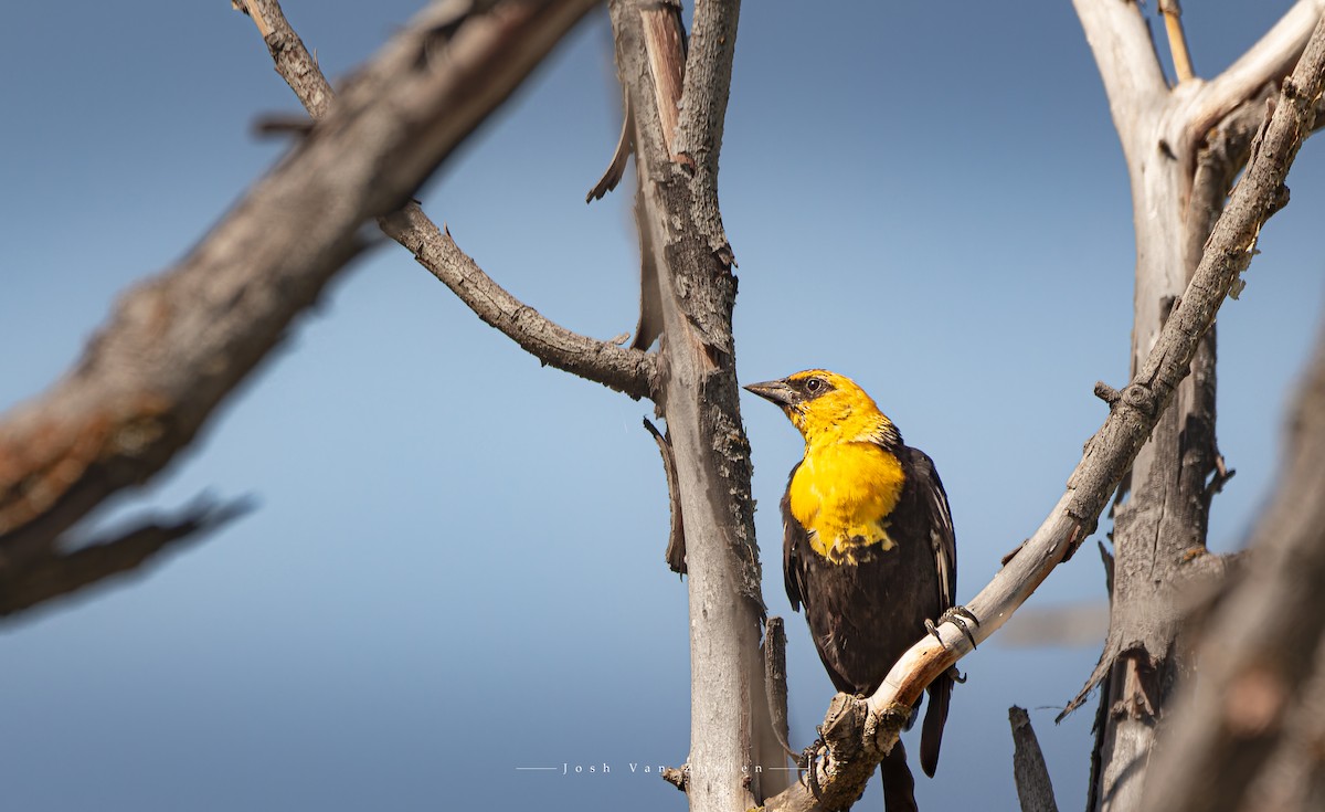 Yellow-headed Blackbird - ML622052885