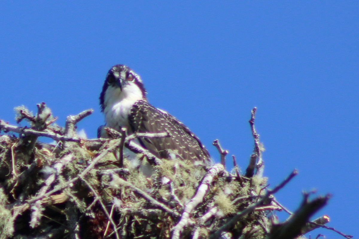 Osprey - ML622052886