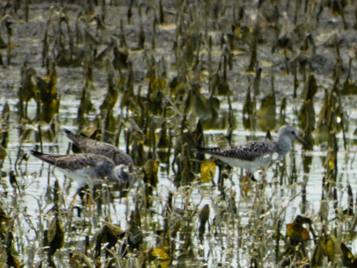 Lesser Yellowlegs - ML622052887