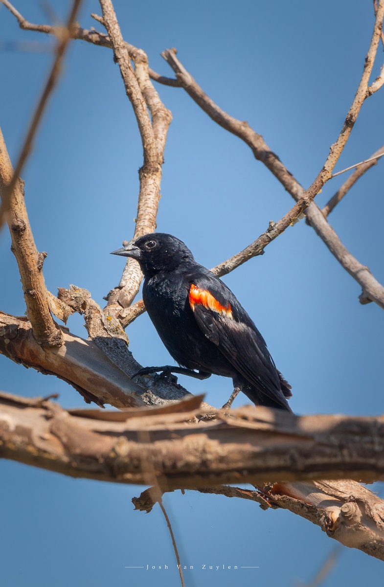 Red-winged Blackbird - ML622052888