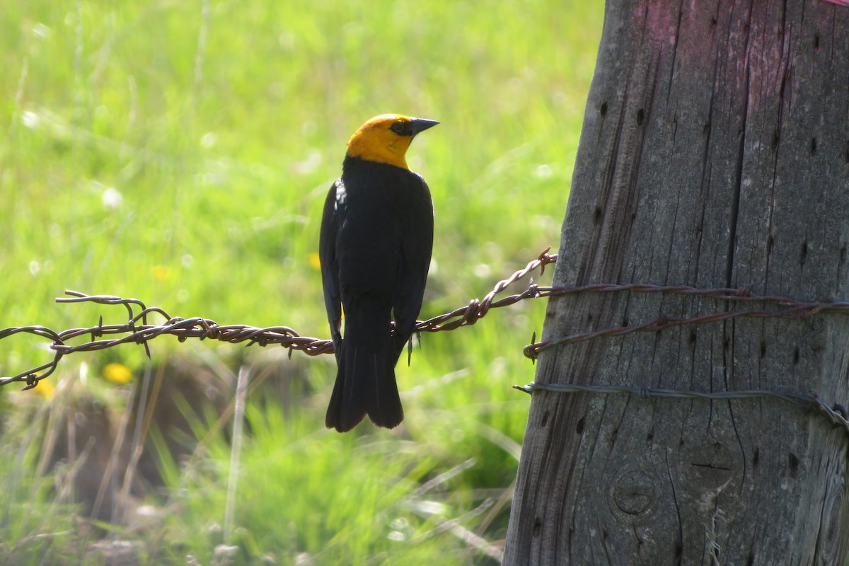 Yellow-headed Blackbird - ML622052891