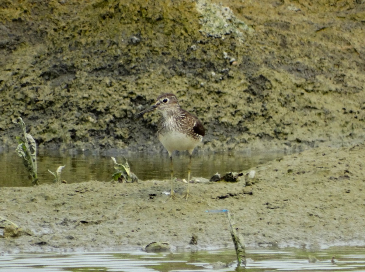 Solitary Sandpiper - ML622052892