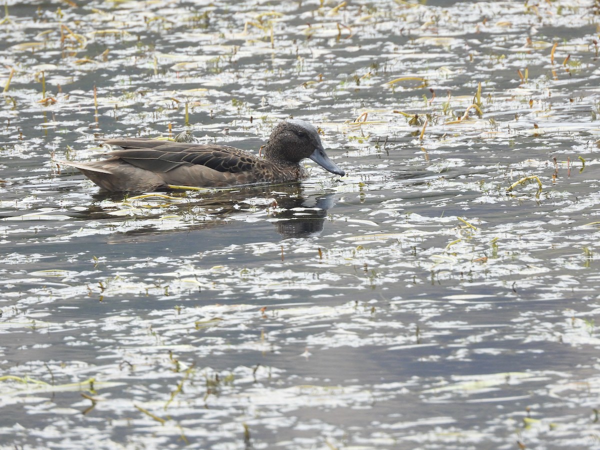 Andean Teal - Andy Ruiz Peña