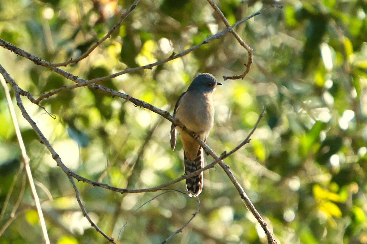 Fan-tailed Cuckoo - Helen Leonard