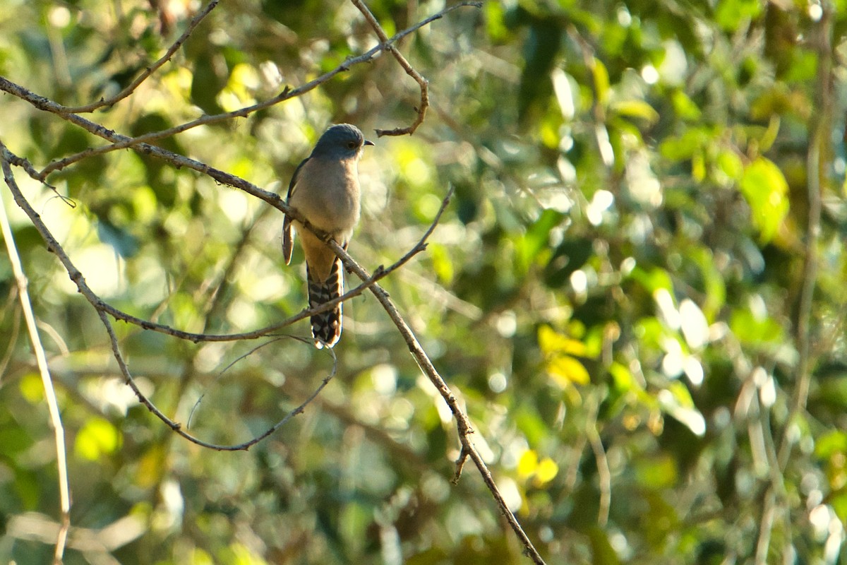 Fan-tailed Cuckoo - Helen Leonard