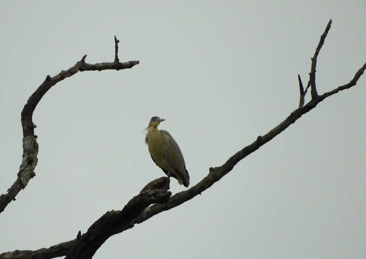 Whistling Heron - ML622052896