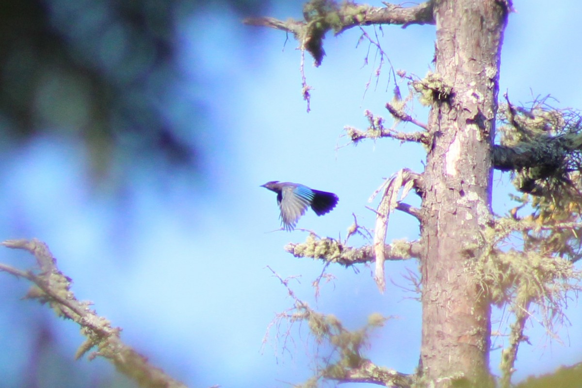 Steller's Jay - ML622052897