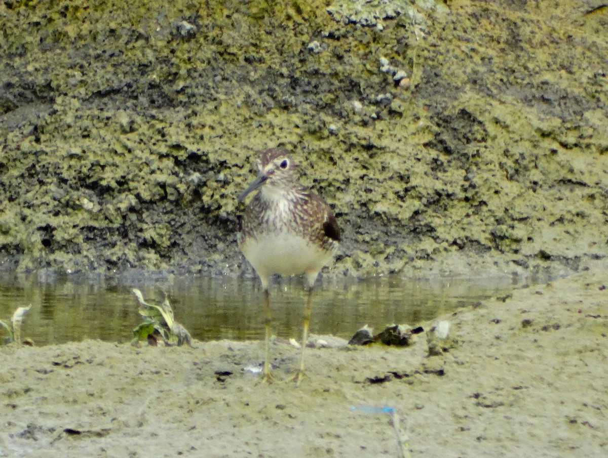 Solitary Sandpiper - ML622052898