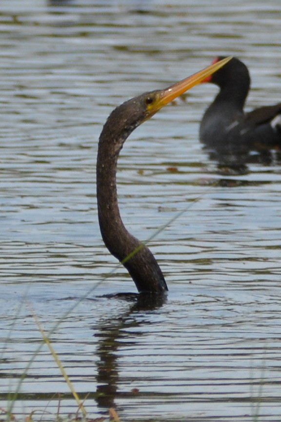 Anhinga - ML622052900