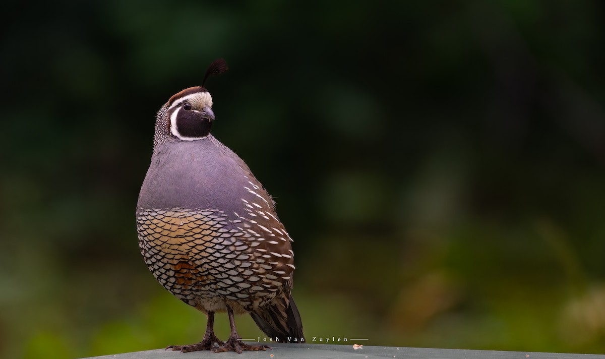 California Quail - ML622052902