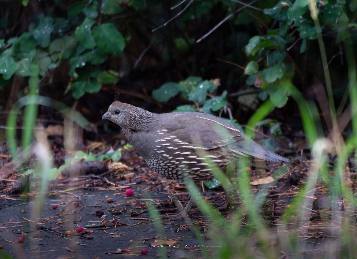 California Quail - ML622052903