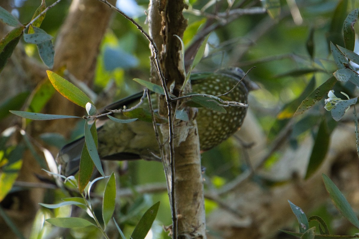 Green Catbird - Helen Leonard