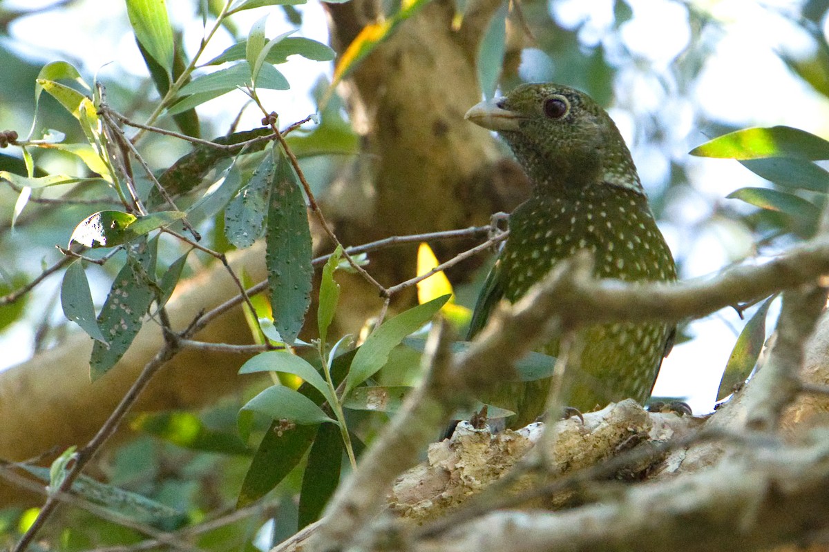 Green Catbird - ML622052907