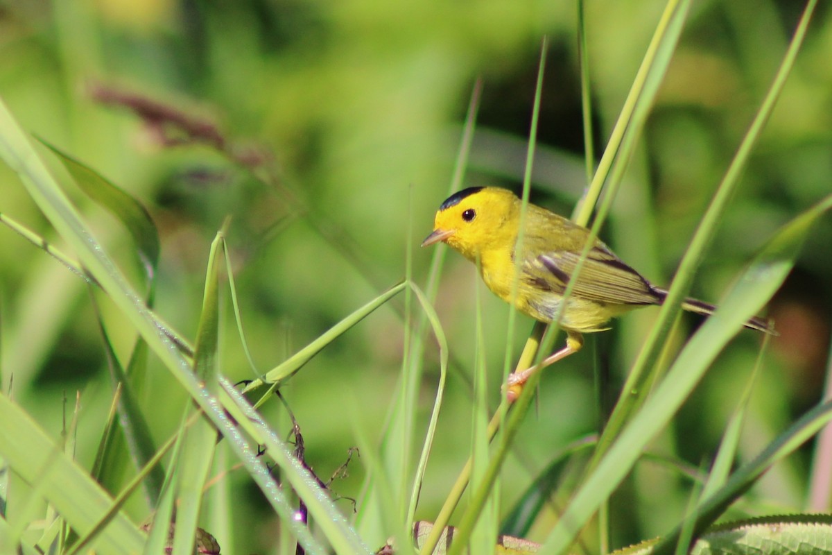 Wilson's Warbler - Meghan Mutch