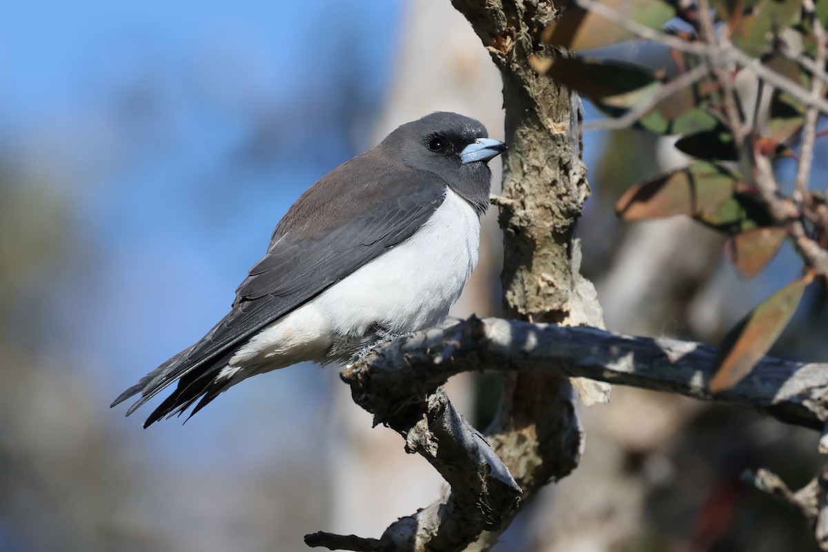 White-breasted Woodswallow - ML622052910