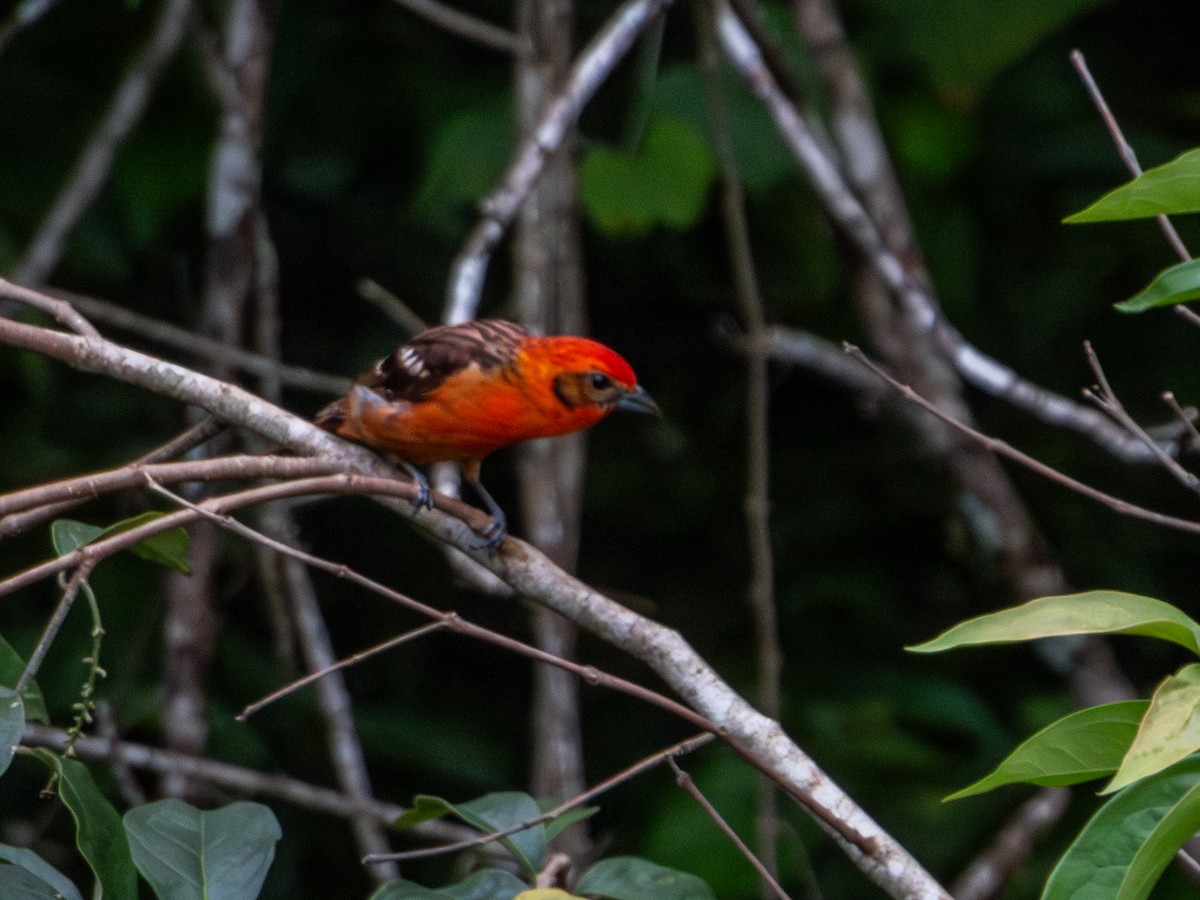 Flame-colored Tanager - Alvaro Rojas 𝙌𝙧𝙤. 𝘽𝙞𝙧𝙙𝙞𝙣𝙜 𝙏𝙤𝙪𝙧𝙨