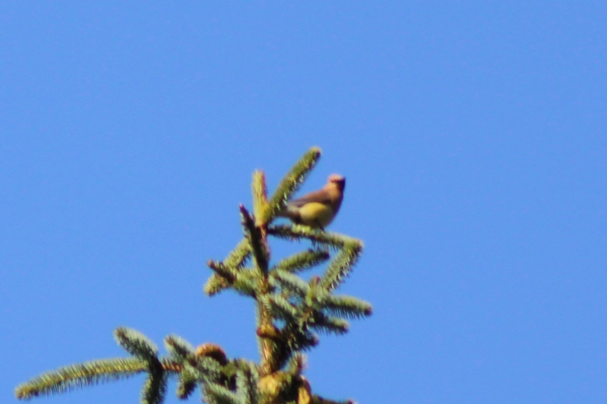 Cedar Waxwing - ML622052917