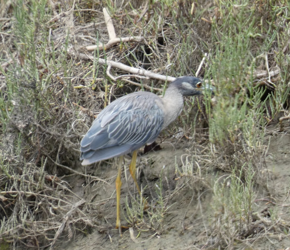 Yellow-crowned Night Heron - ML622052918