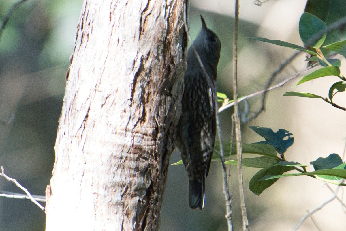 White-throated Treecreeper - Helen Leonard