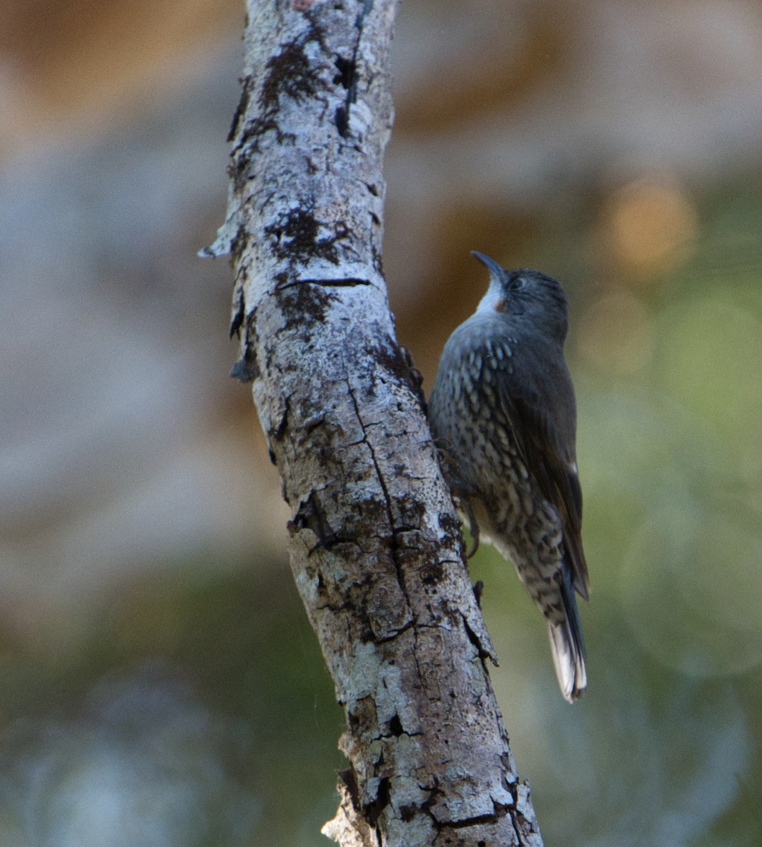 White-throated Treecreeper - ML622052921