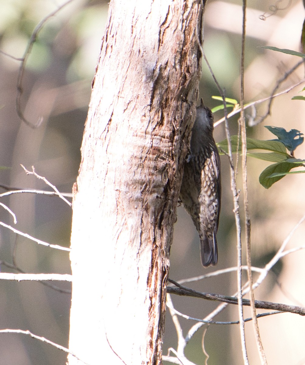 White-throated Treecreeper - ML622052922