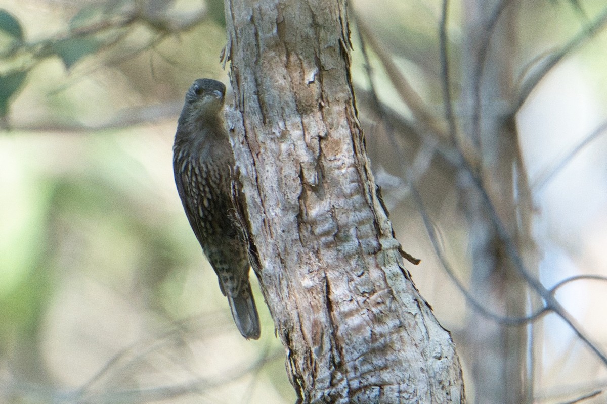 White-throated Treecreeper - ML622052923