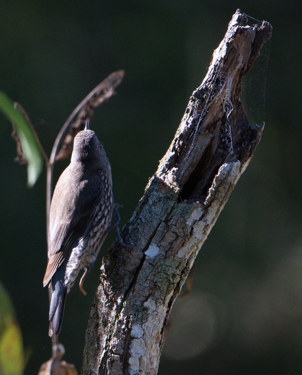 White-throated Treecreeper - ML622052924