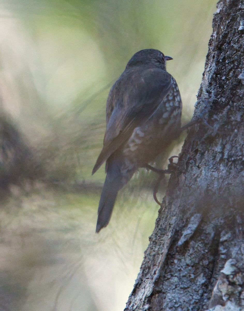 White-throated Treecreeper - ML622052925