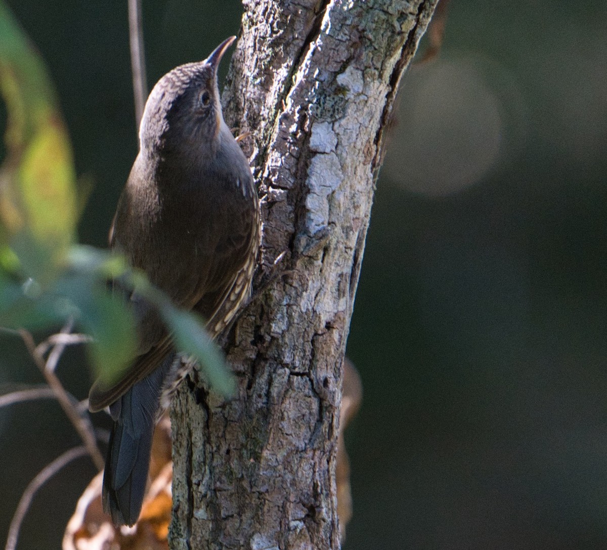 White-throated Treecreeper - ML622052926