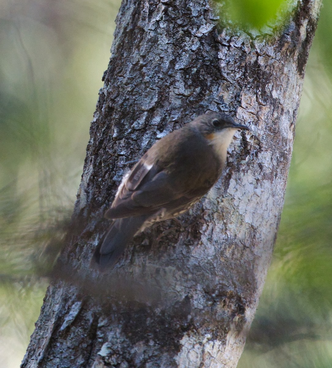 White-throated Treecreeper - ML622052927