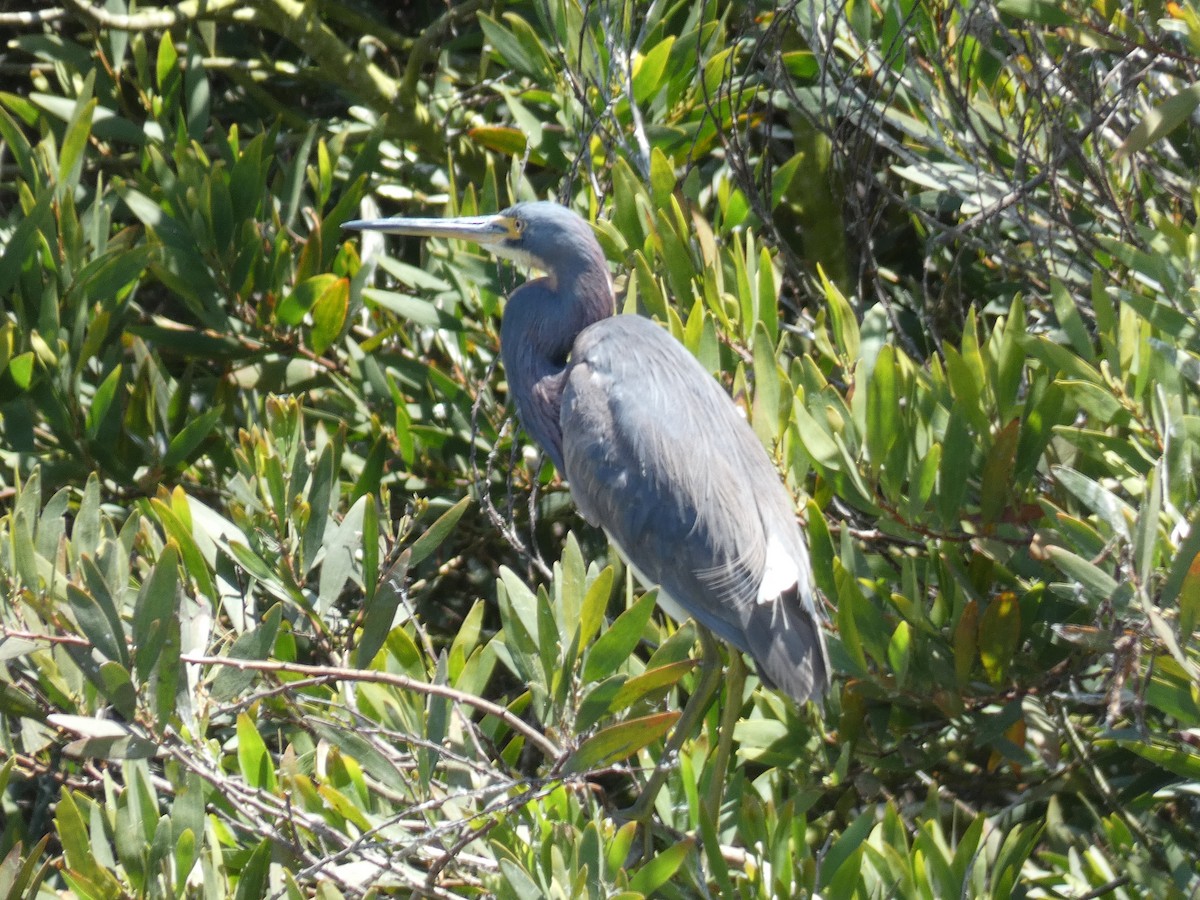 Tricolored Heron - ML622052940