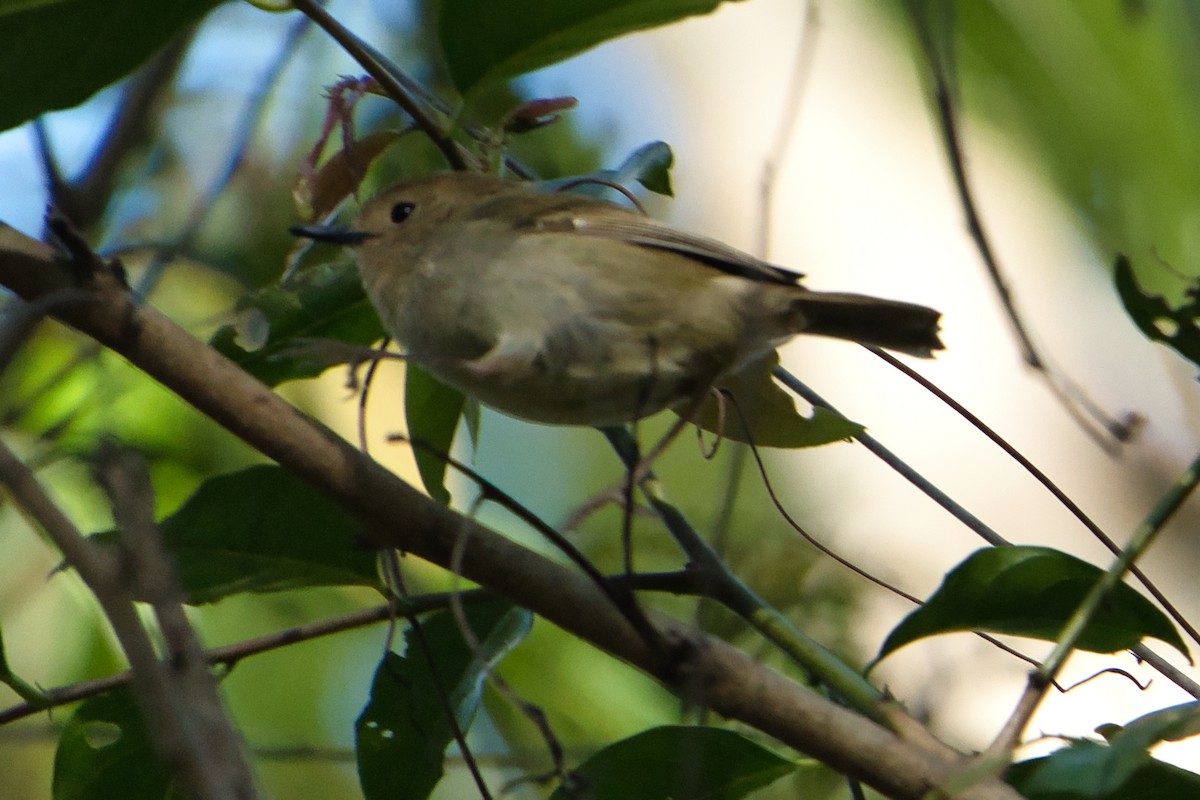 Large-billed Scrubwren - ML622052954