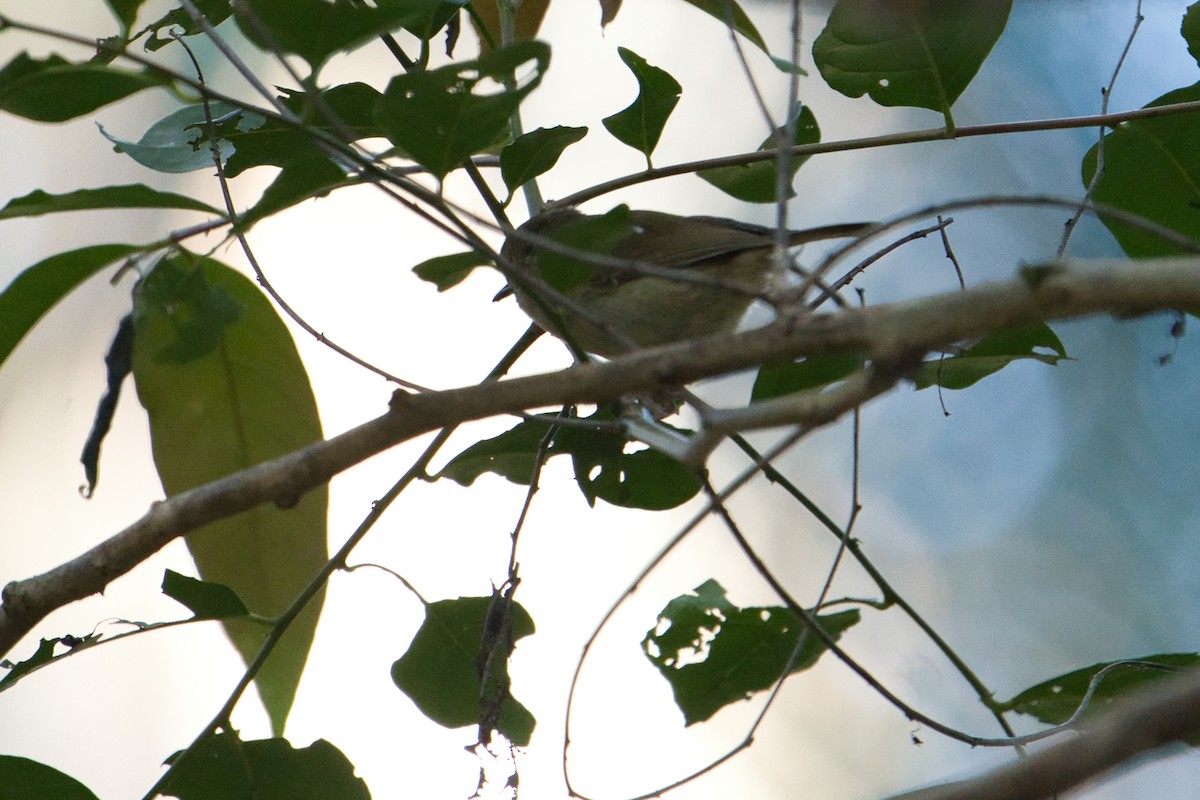 Large-billed Scrubwren - ML622052955