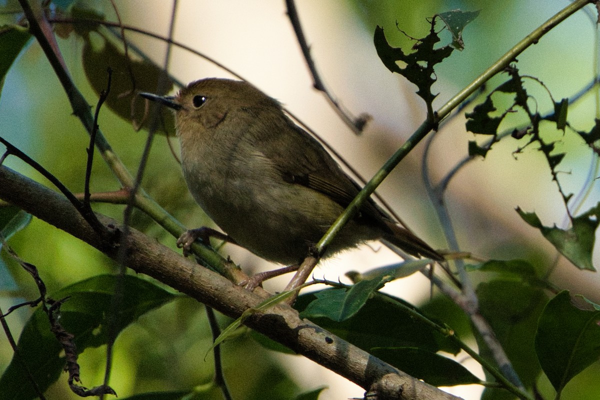 Large-billed Scrubwren - ML622052956